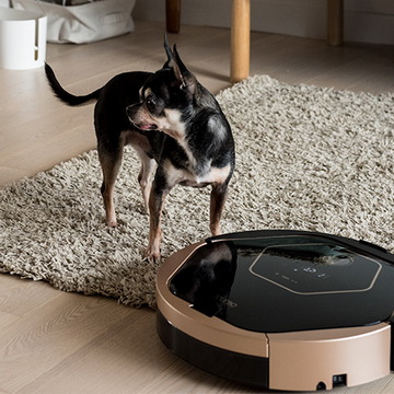 За домашними животными